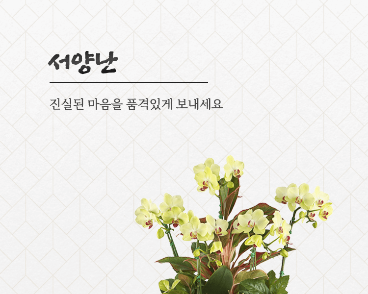 서양란