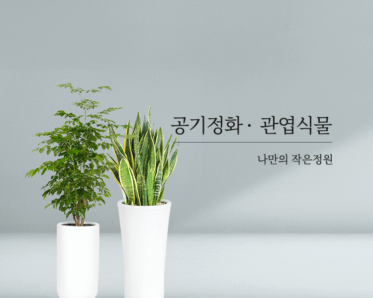 공기정화식물